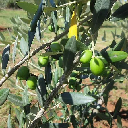 Апартаменты Parenzana Пореч