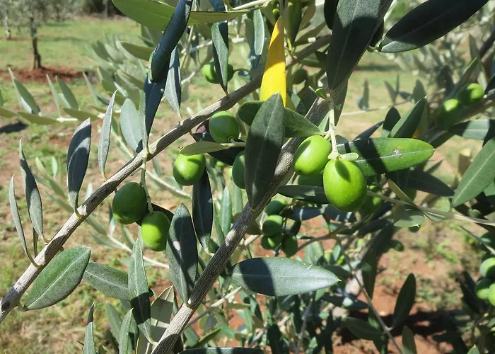 Апартаменты Parenzana Пореч